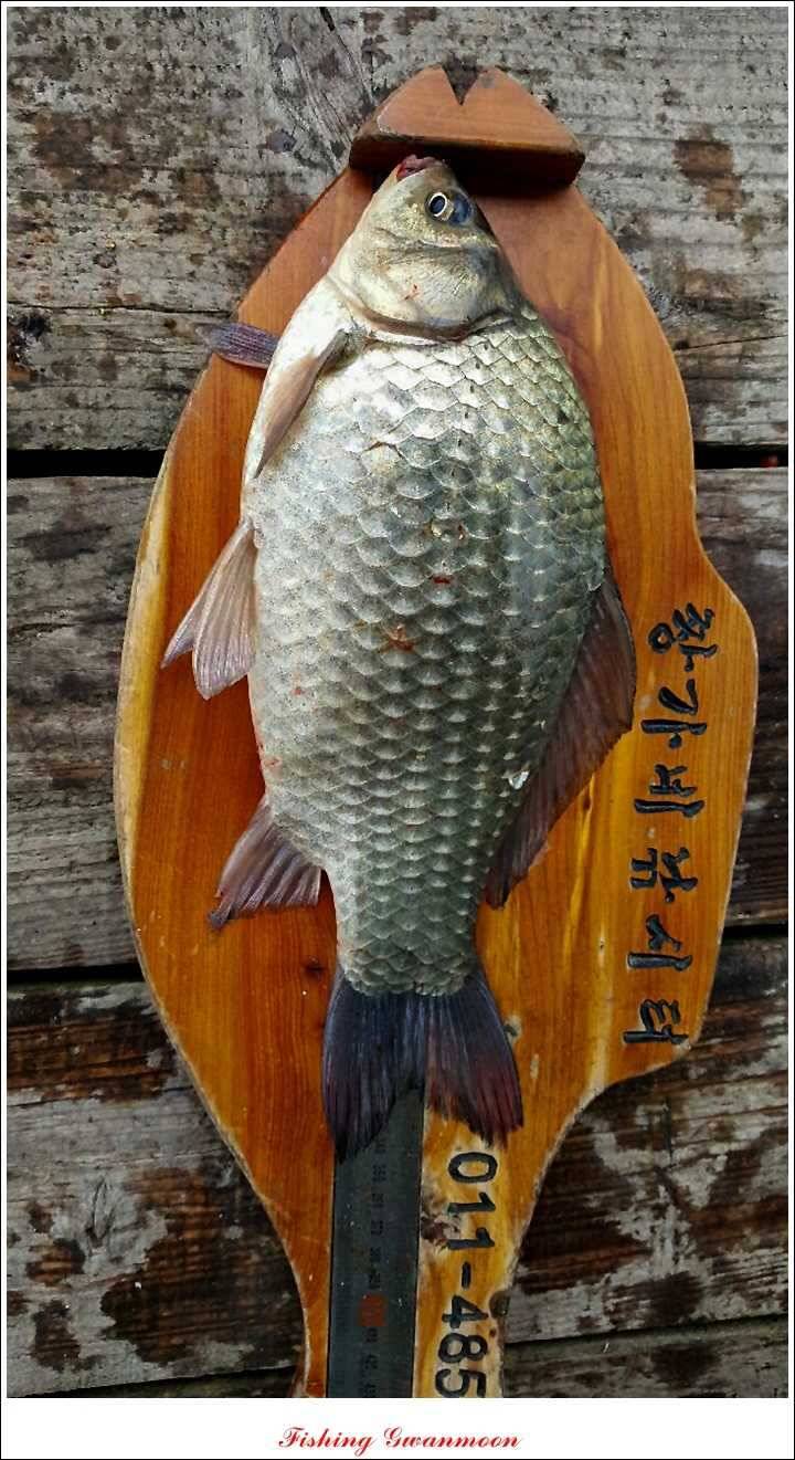 신매 41 cm40 cm 제일 짱가네한버들 월척 (조황조행기 - 특파원조황)