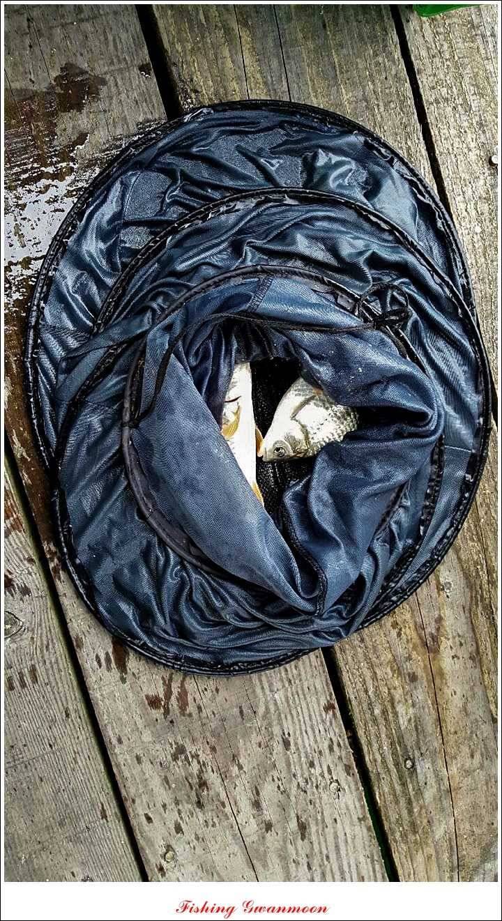 신매 41 cm40 cm 제일 짱가네한버들 월척 (조황조행기 - 특파원조황)