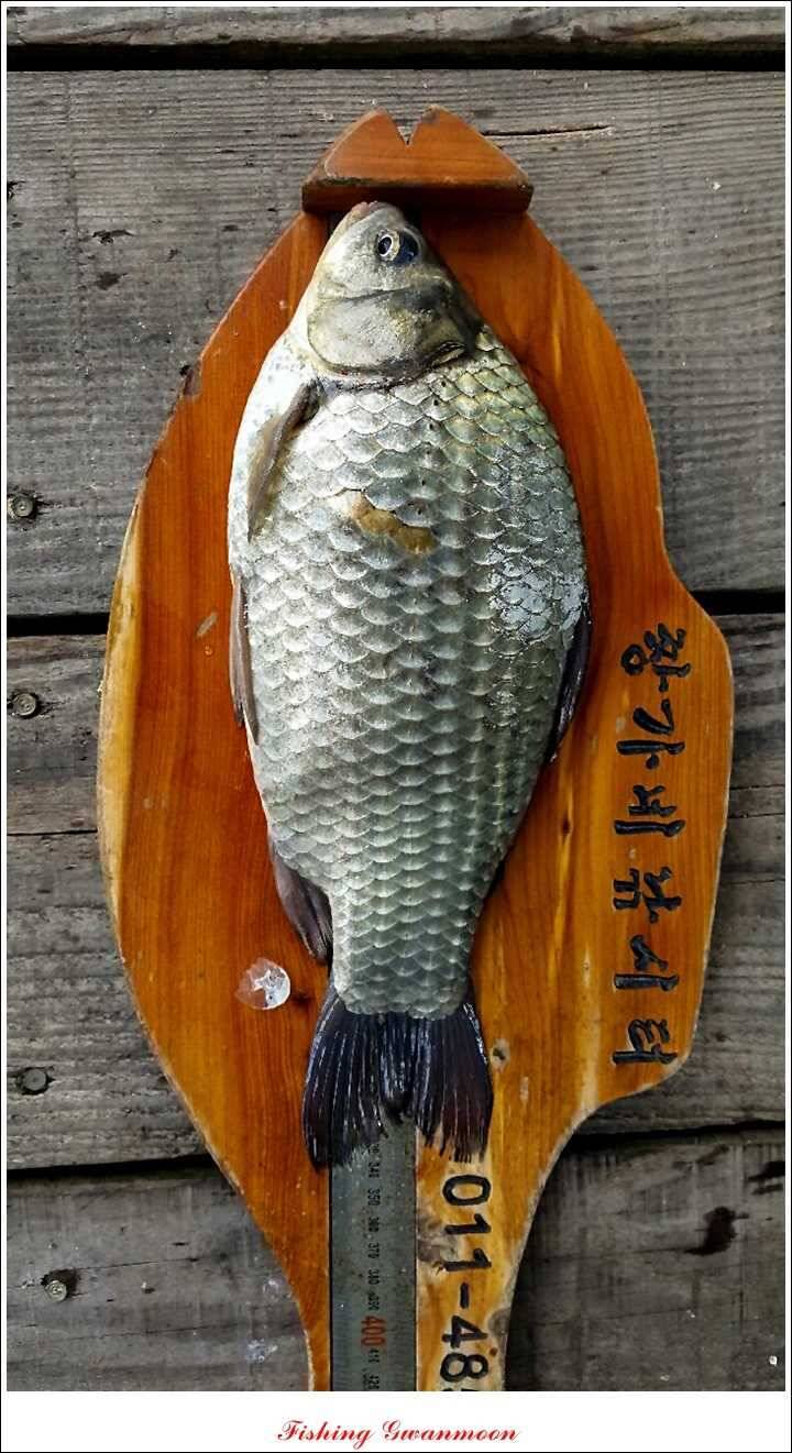 신매 41 cm40 cm 제일 짱가네한버들 월척 (조황조행기 - 특파원조황)