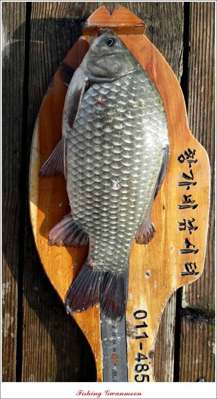 실리곡돌감짱가네한버들 조황 (조황조행기 - 특파원조황)