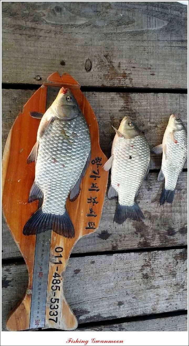 실리곡돌감짱가네한버들 조황 (조황조행기 - 특파원조황)