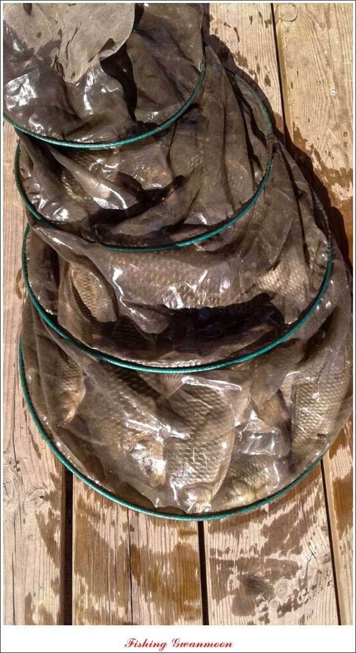 실리곡한버들 제일 월척 (조황조행기 - 특파원조황)