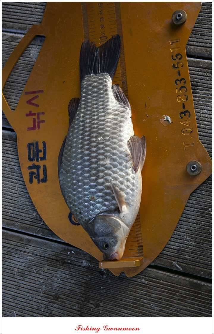 제일신매돌감실리곡한버들 월척 (조황조행기 - 특파원조황)