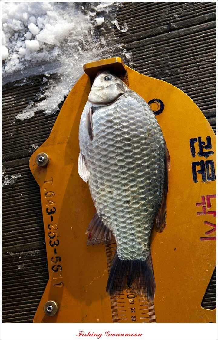 제일신매돌감실리곡한버들 월척 (조황조행기 - 특파원조황)