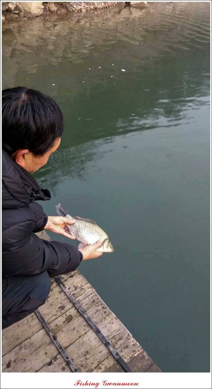 제일신매돌감실리곡한버들 월척 (조황조행기 - 특파원조황)