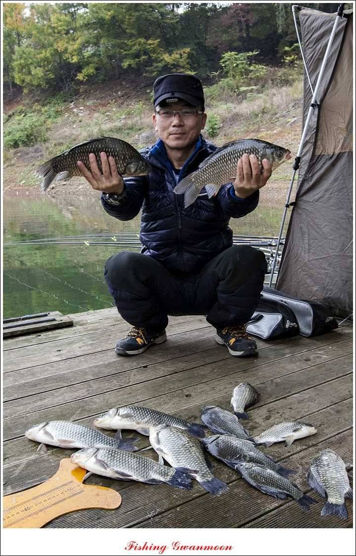 돌감한버들늘푸른 월척 조황 (조황조행기 - 특파원조황)