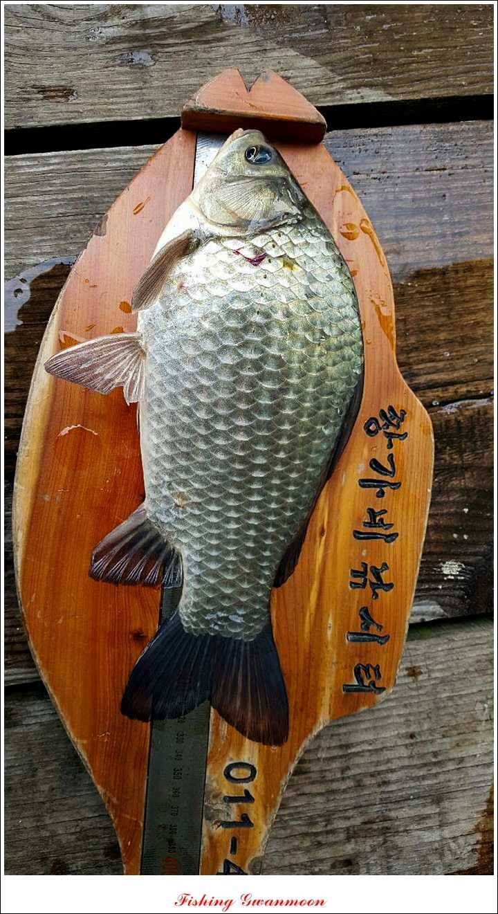 돌감실리곡짱가네병호 조황 (조황조행기 - 특파원조황)