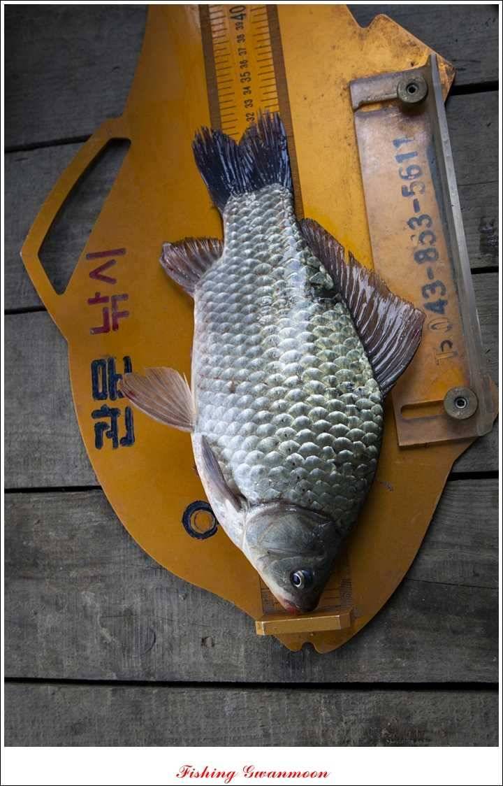 돌감실리곡짱가네병호 조황 (조황조행기 - 특파원조황)
