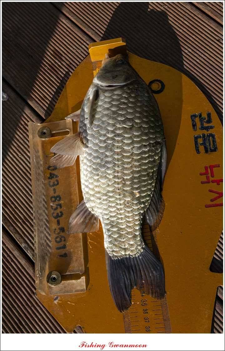 제일 36 cm 월척실리곡 마릿수 월척돌감한버들 월척 (조황조행기 - 특파원조황)