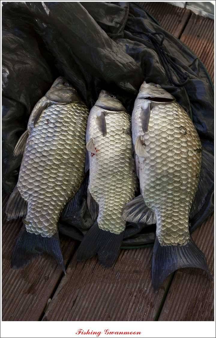 제일 36 cm 월척실리곡 마릿수 월척돌감한버들 월척 (조황조행기 - 특파원조황)