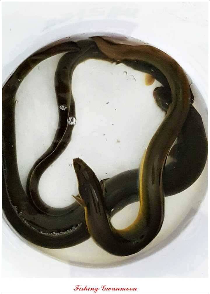 돌감한버들늘푸른 월척 조황 (조황조행기 - 특파원조황)