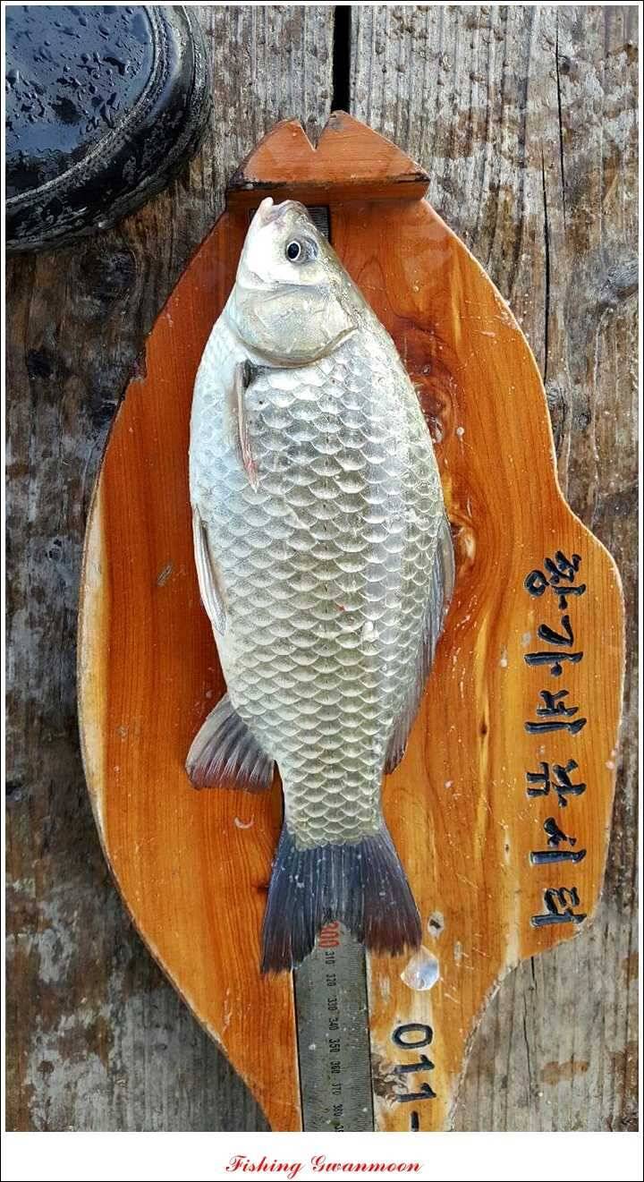 신매제일짱가네 조황 (조황조행기 - 특파원조황)