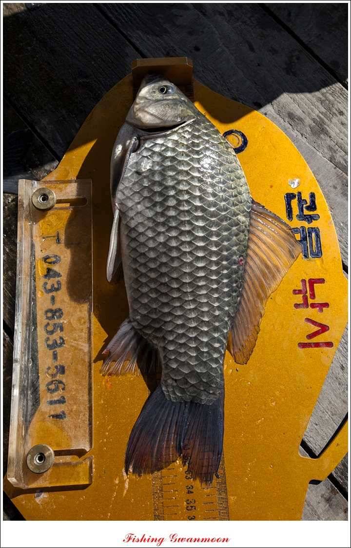 제일 36 cm 월척실리곡 마릿수 월척돌감한버들 월척 (조황조행기 - 특파원조황)
