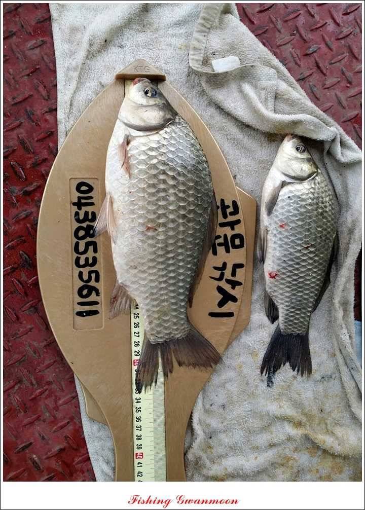 짱가네 415 cm제일 37 cm신매병호돌감한버들 월척 조황 (조황조행기 - 특파원조황)