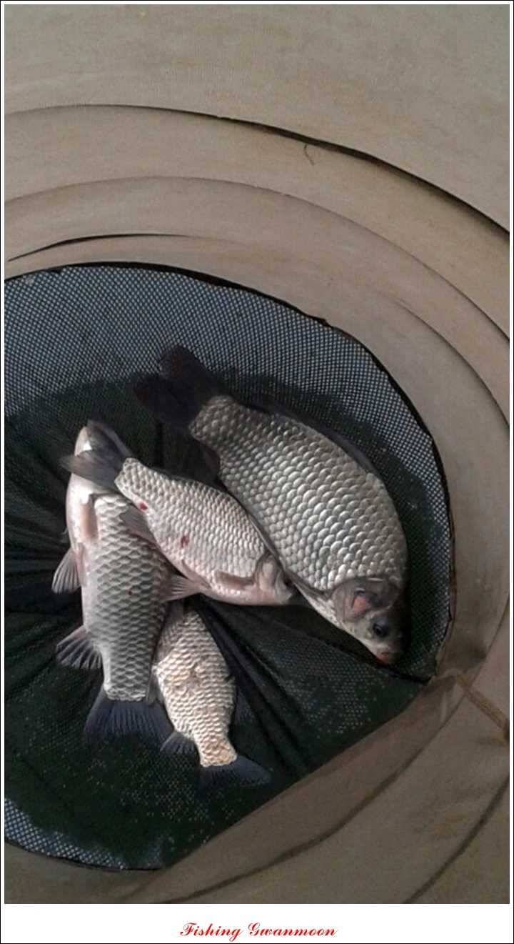 제일 36 cm 월척실리곡 마릿수 월척돌감한버들 월척 (조황조행기 - 특파원조황)
