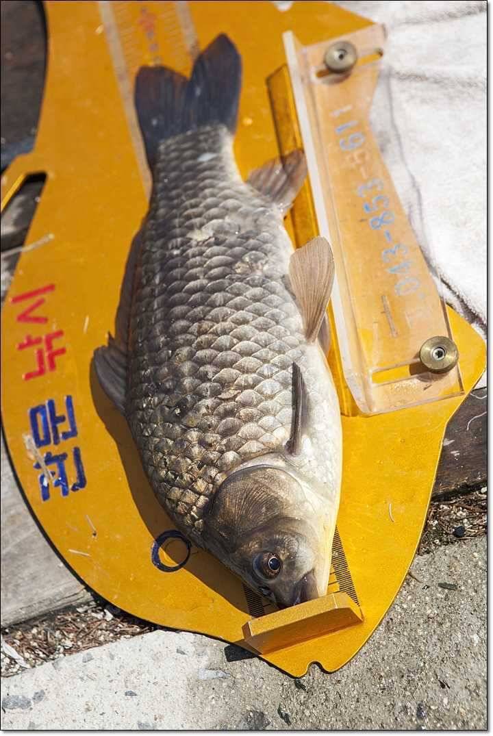 충주권 주말 조황 (조황조행기 - 특파원조황)