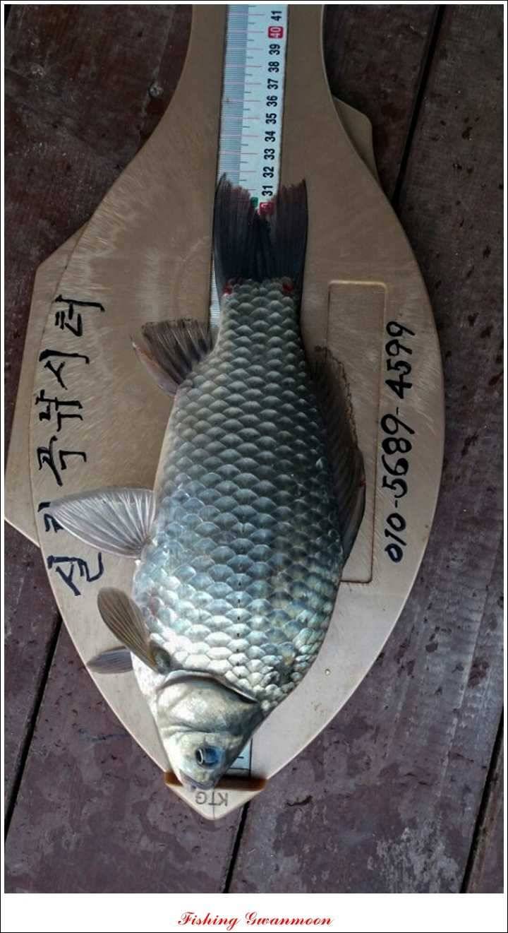 돌감실리곡 조황 (조황조행기 - 특파원조황)