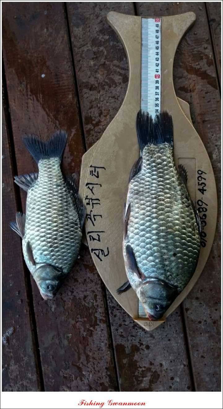 돌감실리곡 조황 (조황조행기 - 특파원조황)