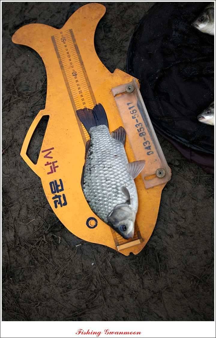 짱가네 435 cm425 cm 충주호 주말 조황 (조황조행기 - 특파원조황)