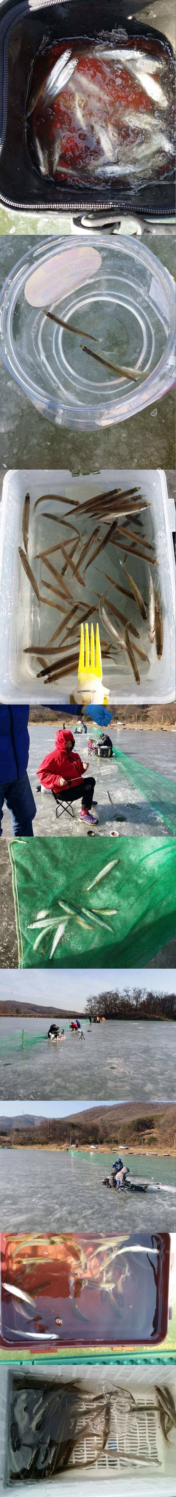 고초골지 빙어씨알 매우 좋습니다 (조황조행기 - 특파원조황)