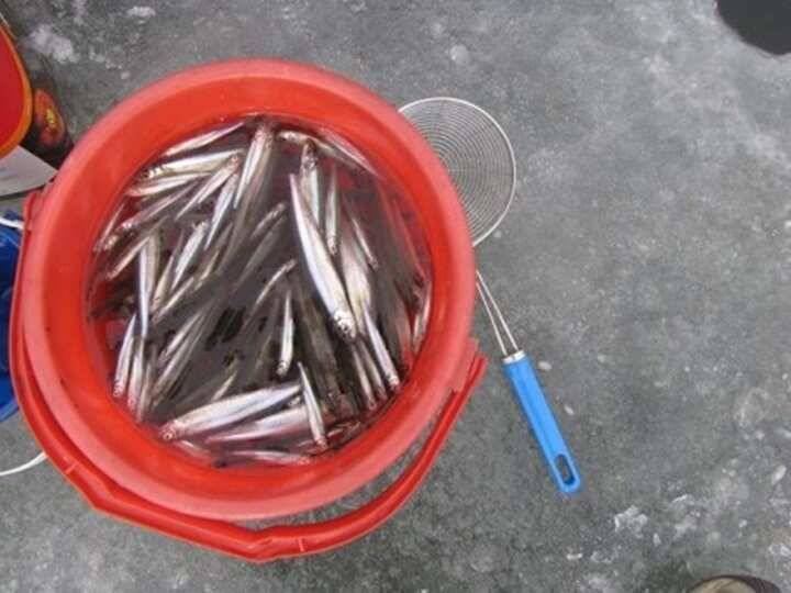 두창지 수도권 빙어 1번지답네요 (조황조행기 - 특파원조황)
