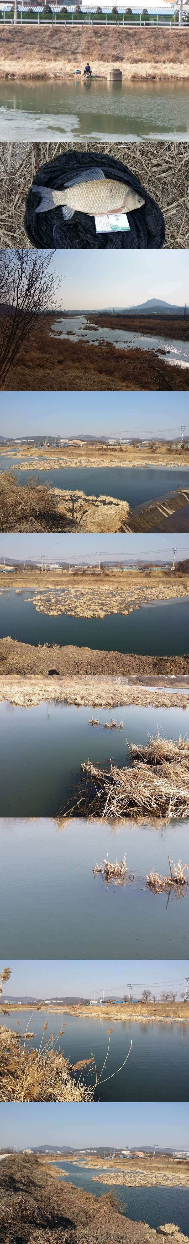 청미천 낚시여건 좋습니다 (조황조행기 - 특파원조황)