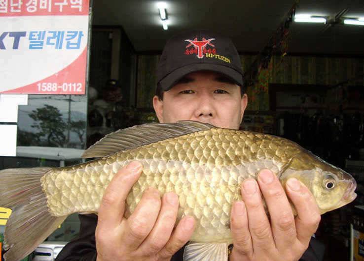 칠곡성주권 조황4짜33530대물의 움직임 (조황조행기 - 특파원조황)