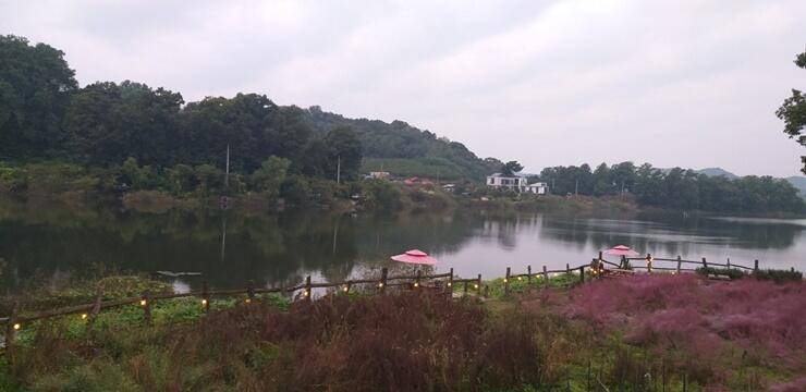 고삼지붕어들의 모습 (조황조행기 - 특파원조황)
