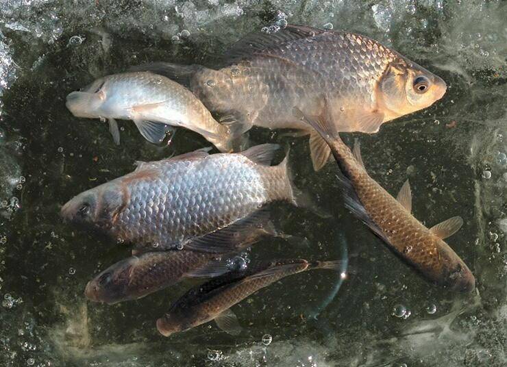 무료터와 사암지 (조황조행기 - 특파원조황)