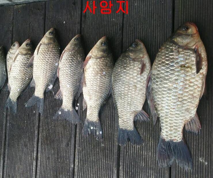 안흥수낚시 주변 낚시터 수요일 모습 (조황조행기 - 특파원조황)
