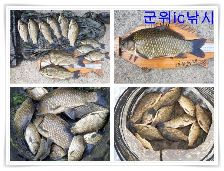 떨어져서하는 취미생활 낚시 (조황조행기 - 특파원조황)