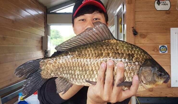 4짜들이 줄줄이고삼지 (조황조행기 - 특파원조황)