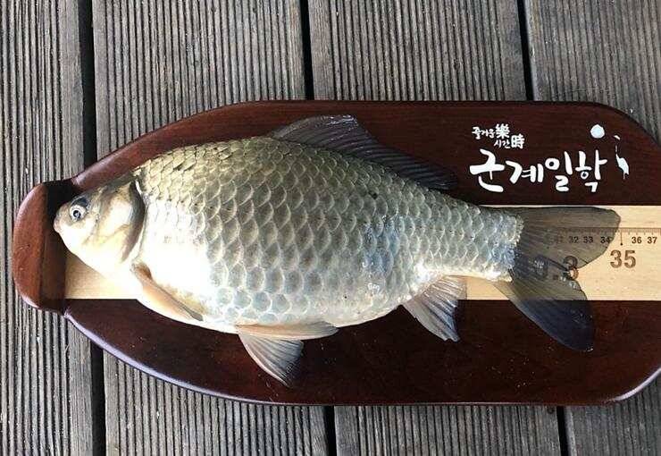마릿수의 붕어들고삼지 (조황조행기 - 특파원조황)