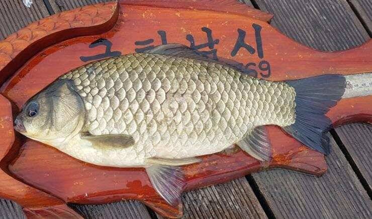 4짜들이 줄줄이고삼지 (조황조행기 - 특파원조황)
