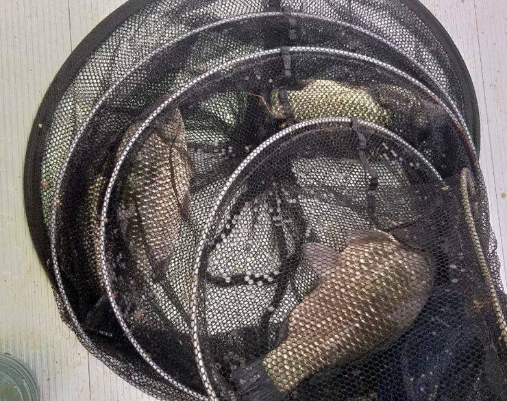 고삼지방류중단 이후 노지 조황 (조황조행기 - 특파원조황)