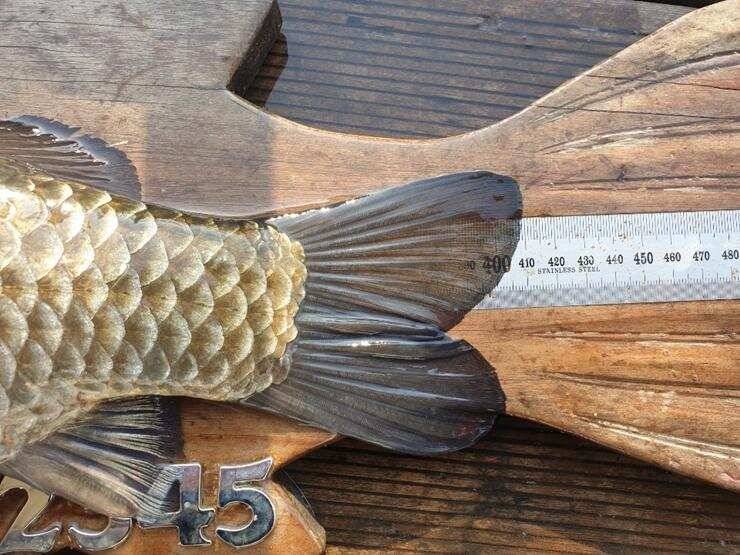고삼지노지에서 43cm (조황조행기 - 특파원조황)