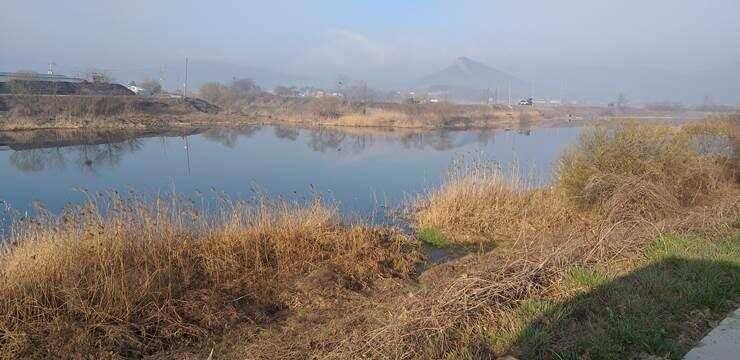 무료터청미천붕어 나오기 시작합니다 (조황조행기 - 특파원조황)