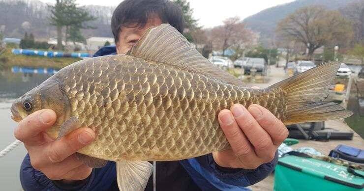 고삼지노지에서 43cm (조황조행기 - 특파원조황)