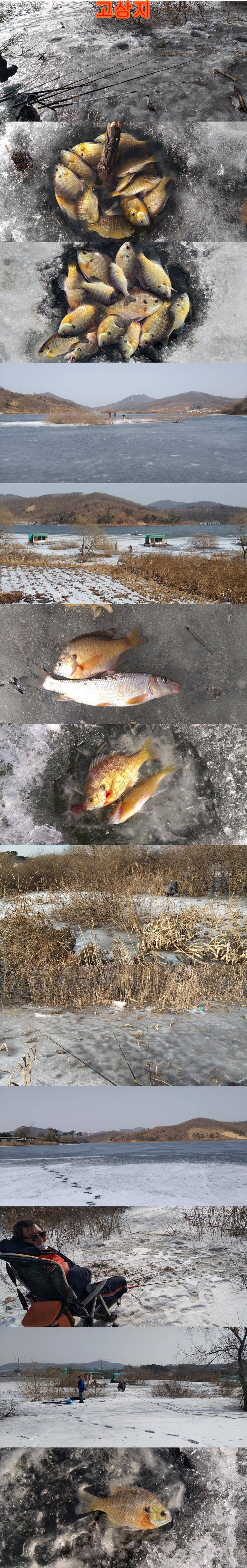 고삼지와 사암지블루길과 붕어들 (조황조행기 - 특파원조황)