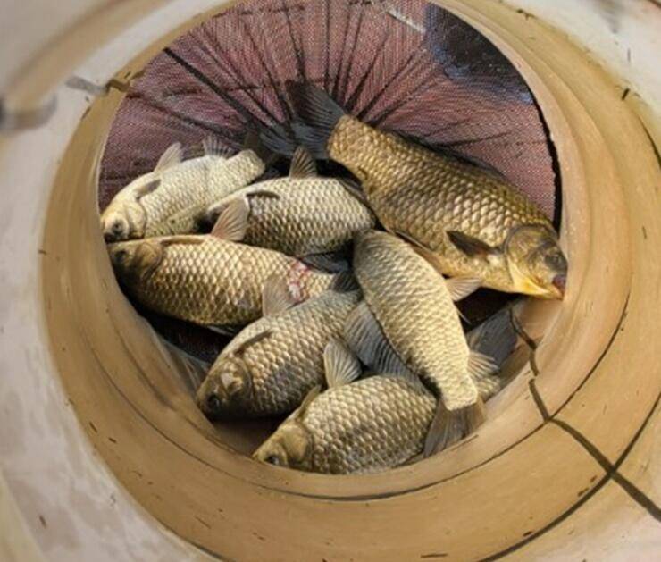 4짜를 비롯한 붕어들송전지 (조황조행기 - 특파원조황)