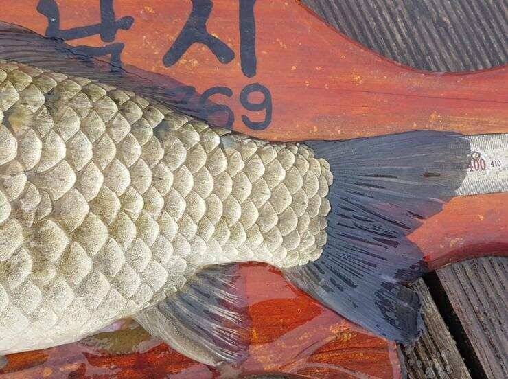 4짜들이 줄줄이고삼지 (조황조행기 - 특파원조황)