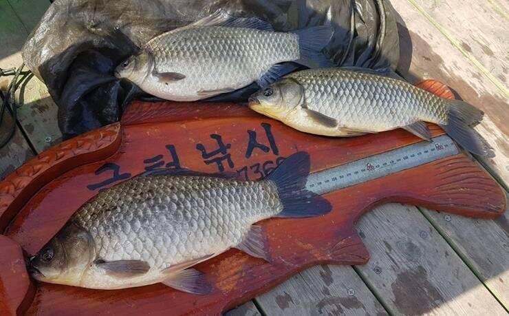 고삼지노지에서 43cm (조황조행기 - 특파원조황)