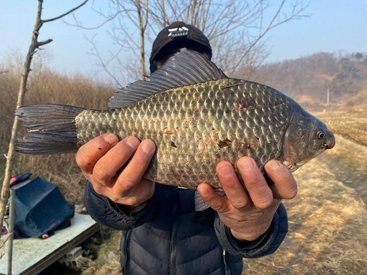 고삼지노지에서 4짜급들이 올라옵니다 (조황조행기 - 특파원조황)