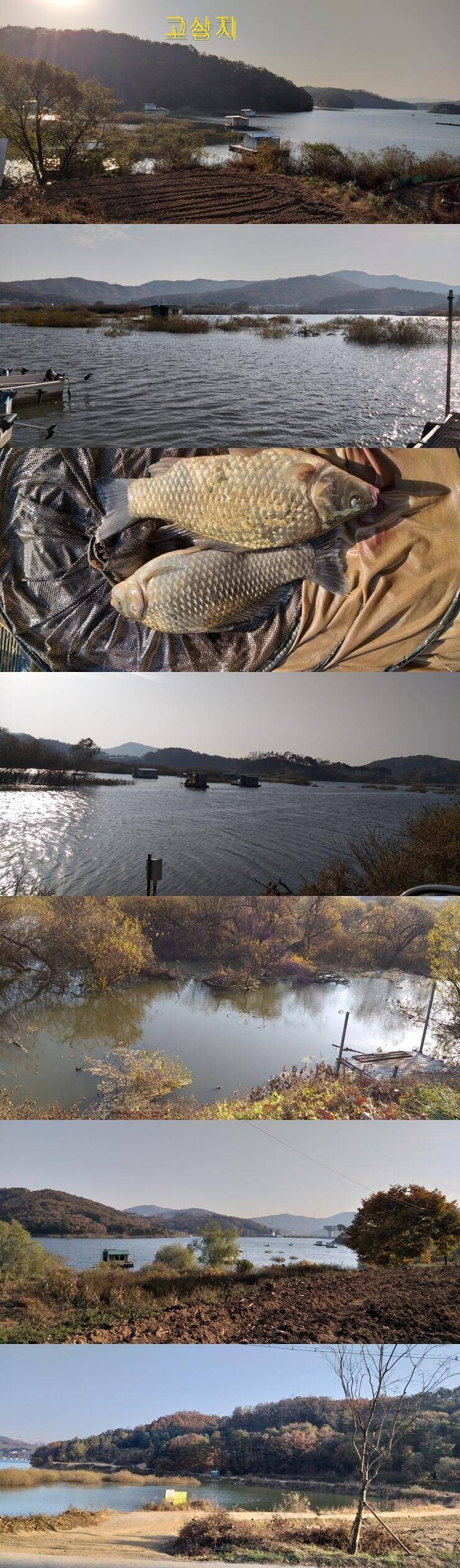 고삼지한천사암지목요일 소식 (조황조행기 - 특파원조황)