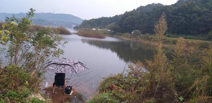 고삼지붕어들의 모습 (조황조행기 - 특파원조황)