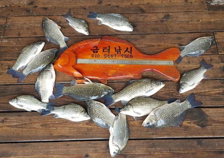 고삼지오름수위속 붕어들 (조황조행기 - 특파원조황)
