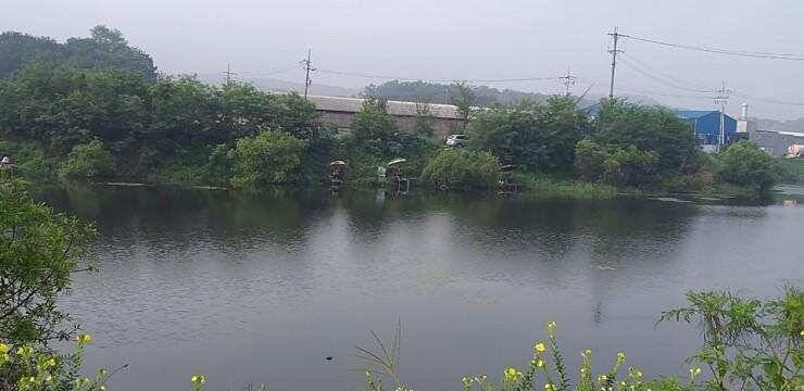 청미천아프리카돼지열병 (조황조행기 - 특파원조황)