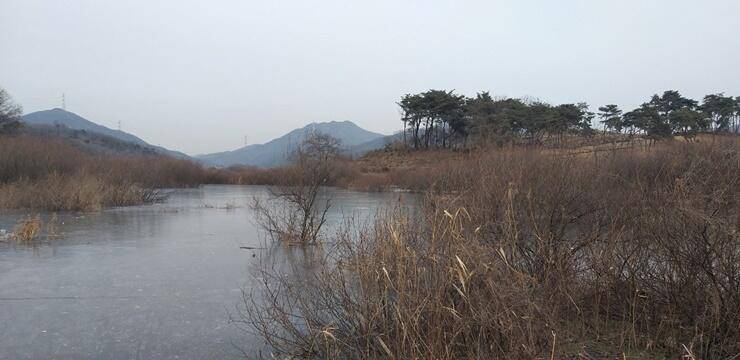 빵빵한 대물붕어고삼지 (조황조행기 - 특파원조황)