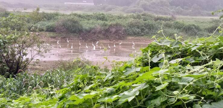 고삼지 수상좌대 조황과 노지포인트안내 (조황조행기 - 특파원조황)