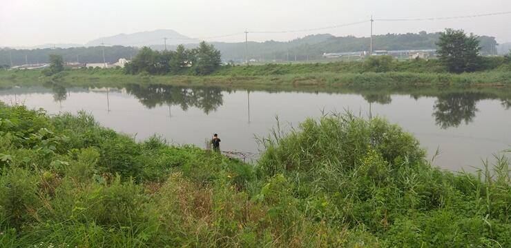 무료터 대물청미천 (조황조행기 - 특파원조황)